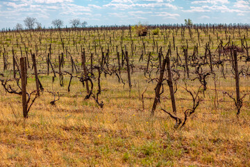 Fototapeta na wymiar Vineyard in the springtime . Landscape of the vineyard