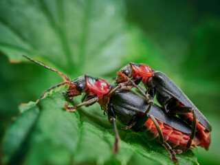 bug on a leaf
