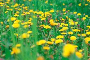 Dandelions and grass . Yellow flowers growing on the green meadow 