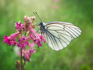 butterfly on a flower