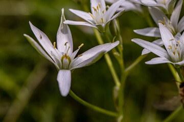 Ornithogalum flower growing in the garden, macro	