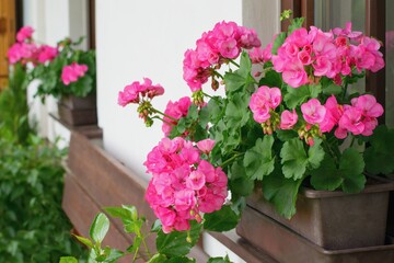 Fototapeta na wymiar Richly blooming geranium flowers on the windows