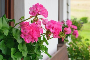 Fototapeta na wymiar Richly blooming geranium flowers on the windows