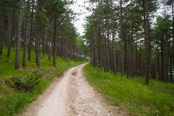 Obraz premium La strada nel bosco nel parco della gola del furlo nelle Marche