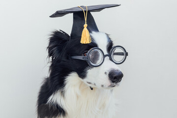 Funny puppy dog border collie with graduation cap eyeglasses isolated on white background. Dog...