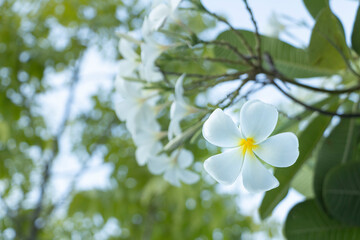 white frangipani, Plumeria, Temple Tree, Graveyard Tree flowers are falling
