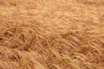 Wheat field. Ears of golden wheat. Background of ripening ears. Ripe cereal crop. close up.