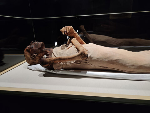 The mummy of Ramses II from Cairo Museum of Egyptian Civilization