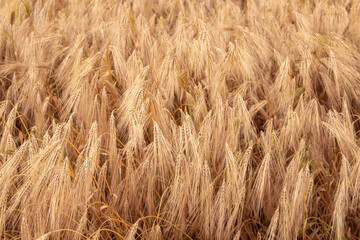 Wheat field. Ears of golden wheat. Background of ripening ears. Ripe cereal crop. close up.