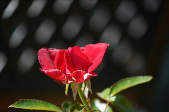 Makro Rote Rose