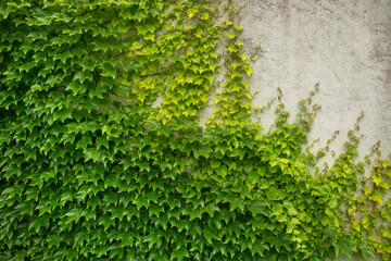 Green ivy wall. Texture or background. A lot of leaves.