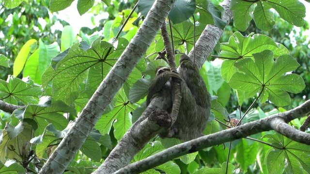 brown-throated sloth (Bradypus variegatus)