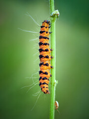 green caterpillar on a leaf
