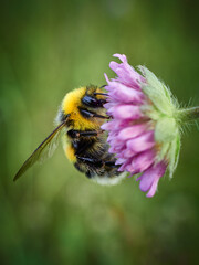 bee on a flower