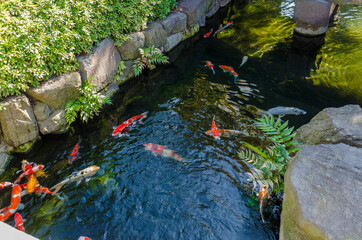 Kois in Japan