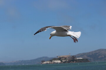Fototapeta na wymiar Gulls at Fisherman Wharf of San Francisco