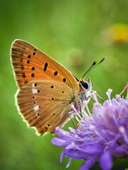 butterfly on flower