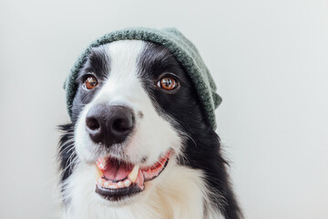 Naklejka na ściany i meble Funny portrait of cute smiling puppy dog border collie wearing warm knitted clothes hat isolated on white background. Winter or autumn portrait of new lovely member of family little dog.