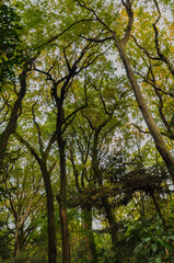 Fototapeta premium Ein Park in Japan