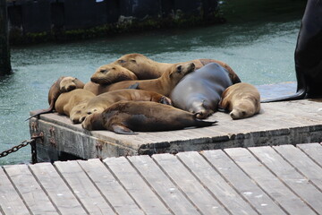 Sea Lions relaxing under the sun at Fisherman Wharf of San Francisco