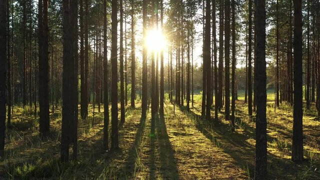 Beautiful landscape with Sunrise Sun at the Sunny Coniferous Forest. Sunlight Sunbeams Through Woods In the woodland ,camera slow motion in the pine forest