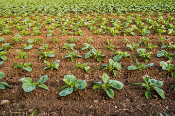 Fresh cabbage from farm field. View of green cabbages plants. Organic farming.