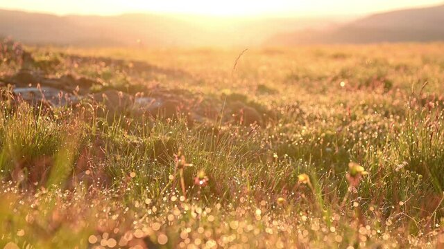 Wild flowers and grass close-up after the rain in the meadow in the sun, dew on the grass in the field at dawn,sun trough grass