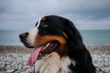 Dog on vacation looks carefully with pleasure sticking out his tongue. Portrait of fluffy mountain dog. Charming Bernese Mountain Dog spends vacation by sea, close up portrait.