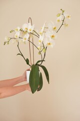 White orchid flower.White phalaenopsis flowers. Orchid flower in a white pot in female hands on a...