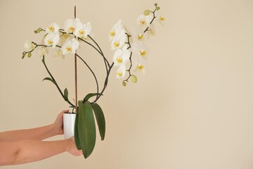 White orchid flower.White phalaenopsis flowers. Orchid flower in a white pot in female hands on a...