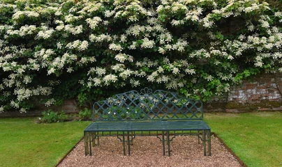 Rolgordijnen White flowering Climbing Hydrangea and wrought iron garden seat. © harlequin9