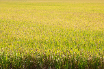 Obraz na płótnie Canvas The mature, yellow rice is ready to be harvested