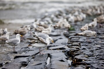 Seagulls in the Netherlands on the beach of Petten
