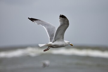 Fototapeta na wymiar Seagulls in the Netherlands on the beach of Petten