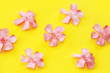 pink oleander flowers on a yellow background