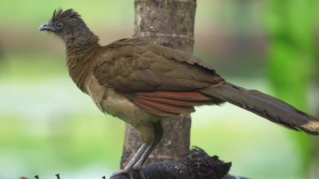 Grey-headed chachalaca (Ortalis cinereiceps ) perching on a branch