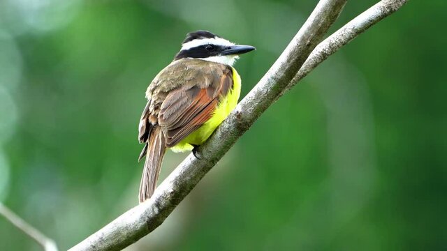 Great Kiskadee(Pitangus sulphuratus)