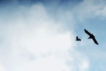 Birds flying through the sky.