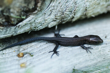 Lizard on a wooden surface.