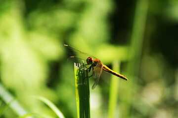 A dragonfly landed on a green branch.
