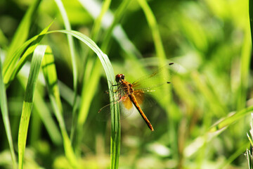 The dragonfly landed on the grass.