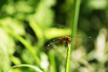 A dragonfly sitting on the grass.