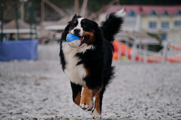 Active games with mountain dog in nature. Charming Bernese Mountain Dog spends its vacation by sea and enjoys life. Dog runs along pebble beach and plays with blue rubber ball merrily.