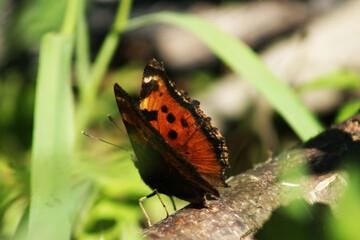 A butterfly sits on a log.