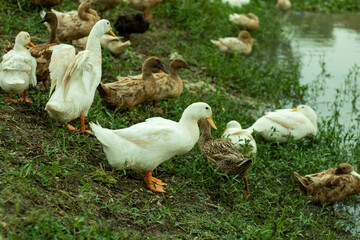 Ducks is running in the water and on the ground in search of food