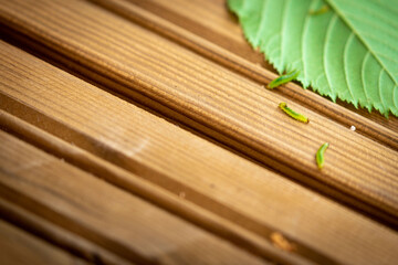 Green larva worm grub caterpillar on wooden terrace and leaf macro closeup