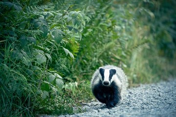 European badger meles meles running on gravel road next to bushes and forest during day time in Finland Nordic © Mohavi Creative