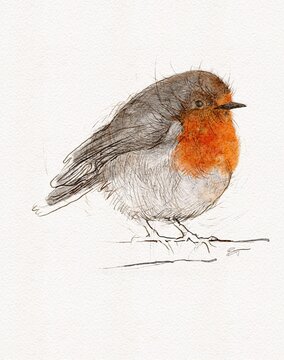 watercolor robin bird perched on branch clip art preview