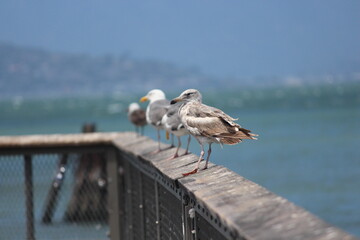 Seagulls on the pier