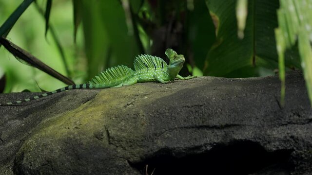 Immature Green Basilisk ( Basiliscus plumifrons) also called commonly the green basilisk, the double crested basilisk, or the Jesus Christ lizard